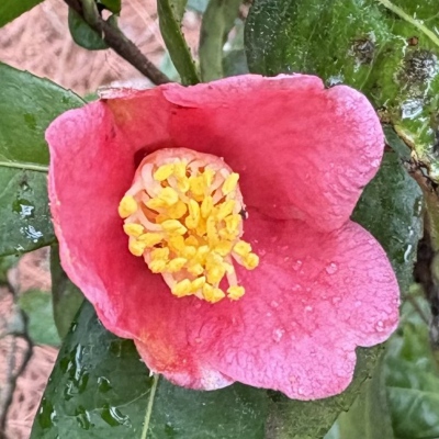 Camellia saluenensis f. minor